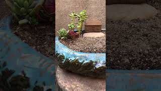 Succulent DIY ideas | 多肉植物| 다육이들 | Suculentas #Shorts