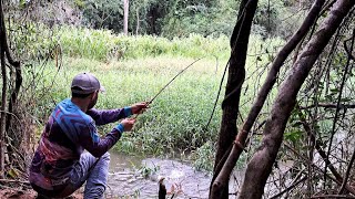 DOURADO, PIAPARA, PIAU 3 PINTAS, PIRACANJUBA E OUTROS PEIXES A CEVA DE BARRANCO TAVA BOMBANDO/PESCA.