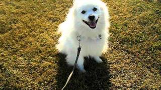 Cosmo the American Eskimo