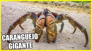 Caranguejo "LADRÃO-DE-COCOS" Animal Gigante ASSUSTADOR Da Natureza