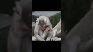 Monkey funny videos #1312 #babymonkey #shortvideo #short #viral #monkey #reels2023