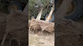 Uprooting trees اقتلاع الاشجار / Rakirina Daran