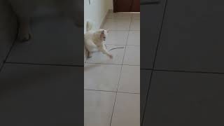 tem coisa mais gostosa de ver um gatinho feliz brincando amo de mais 💙🐱