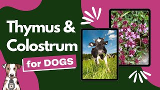 Thymus Extract & Colostrum for Dogs with Dr PJ Broadfoot