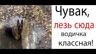 Лютые приколы! Как МОМОшка выгуливает собаку? МЕМЫ