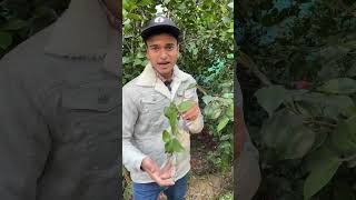 फ्री मे हज़रो पौधे बनाने का आसान तरीक़ा 😍 How To Propagate Plants For Free 😎😎#gardening #garden