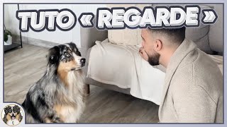 TUTO APPRENDRE À TON CHIEN À TE REGARDER !