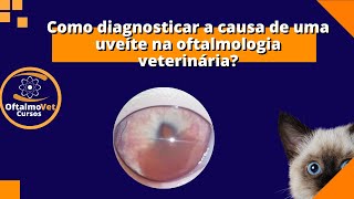 Como diagnosticar a causa de uma uveíte na oftalmologia veterinária?