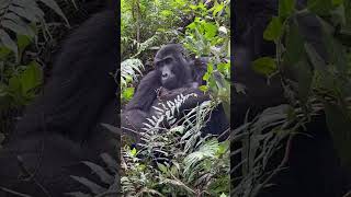 Mother Gorilla nursing herself and very relaxed. #gorilla #shorts