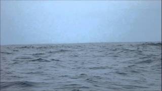 Whales playing near Broughton Island NSW Australia