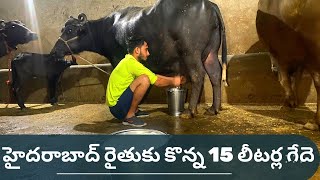 హర్యానాలో హర్యానాలోహైదరాబాద్ రైతుకు కొన్న 15 లీటర్ల గేదెగేద#i3media#Murrabuffalosforsale