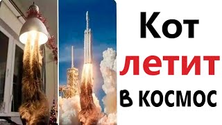 ПРИКОЛЫ! КОТ ЛЕТИТ В КОСМОС - МЕМЫ!!! Смешные видео – Доми шоу!