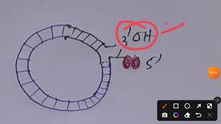 Rolling Circle Replication #GATEXL2023 #CSIRNET