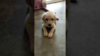 Cute Puppy |Please subscribe