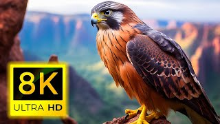 8K BIRDS ( 60 pfs )  - Top Beautiful Birds in The World in 8K ULTRA HD and Relaxing nature music