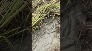 a lots of fish in field #shortvideo #catchingfish #fish #fishingtechniques #shortvideos #nature