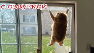 Приколы с котами! Самые смешные животные! С ОЗВУЧКОЙ! УГАРНЫЕ Смешные коты! Попробуй не засмеяться!