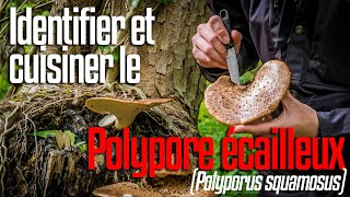 Le polypore écailleux (Cerioporus squamosus) : champignon comestible