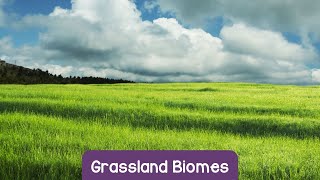 Exploring the Grassland Biome: Nature's Ocean of Grass