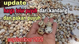 UPDATE HARGA TELUR PUYUH DARI KANDANG 12 SEPTEMBER 2021