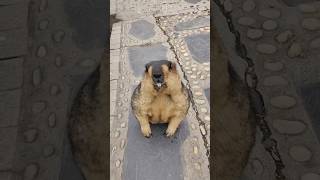 Adorable Himalayan Marmot: Hungry and Ready to Feast!#cutemarmot #cuteanimals #marmot #wildlife