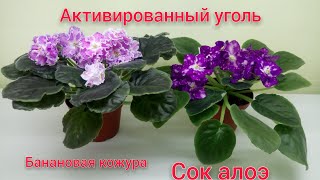 Мифы об уходе за фиалками! Какие последствия могут быть?