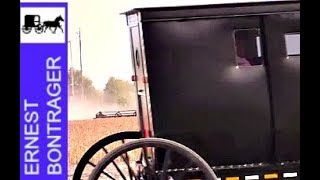 Cutting Soybeans In Amish Country