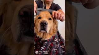 All my life#cute#golden#dog#funny #viral#reels#trending#style #viralvideo#short#shortsvideo#explore