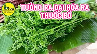 Tác dụng trị bệnh của rau dớn - tưởng ít mà nhiều nên phải xem nha