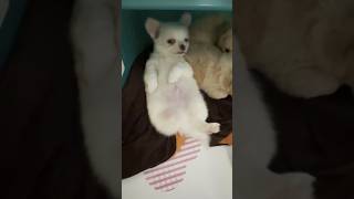 UPSIDE DOWN PUPPY - IS HE STUCK? # #chihuahua #chihuahuapuppies #puppy #puppies