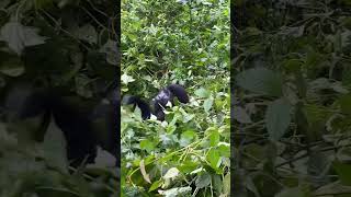 Two Different incidents of mountain Gorillas when they try to fight for food