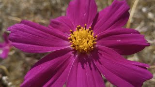 Classical melodies in flowers | Космея | Cosmos (plant)