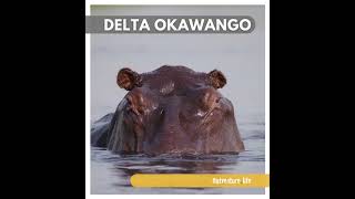 Wycieczka do Delty Okawango - Botswana, prawdziwe safari w Afryce