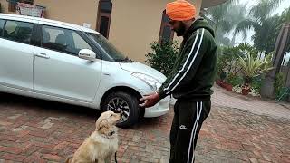 Intelligent 🐕Tuffy trained by Veer ji Gurwinder Singh(Guri Dhindsa) Army vale