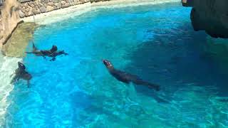 Hello Tucker   ... Hiya Sweet Sealions say hello                                         8159