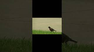 American Robin appears dumbfounded (New York)(No Audio)(Good Quality)