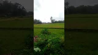 Suasana Sawah Desaku setelah usai Musim kemarau #shorts #desaku #musimhujan