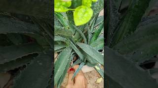 जुलाई महीने में गार्डन में करने वाले काम #shorts #rooftopgarden #trending #gardening #garden