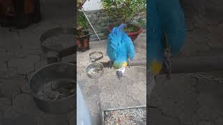 Bé vẹt nam mỹ ăn hướng dương điệu nghệ nha #her #viral #birds