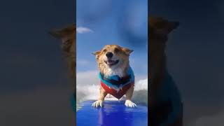 Dog surfing #shorts #youtubeshorts