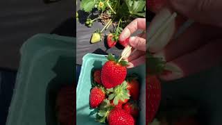 Picking STRAWBERRIES 🍓💕 #shorts #ytshorts #spring #strawberry #strawberries #gardening #homestead