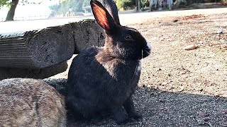 Black rabbit thinking