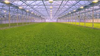 Aerial - Flying inside modern greenhouse