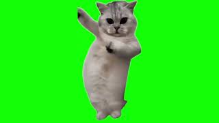 Green Screen Beat the Koto Nai Cat Meme | Dancing Cat Meme