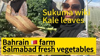 Vegetable farm for fresh organic vegetables and fruits#bahrainfarm#salmabad#channel#youtube#farming