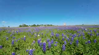 #dji Avata TX bluebonnets