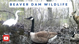 Tales From The Beaver Dam | Trail Camera Video