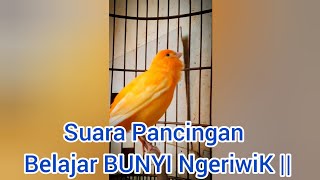 100% RESPON! Suara Pancingan KENARI PaUd Cepat Belajar BUNYI NgeriwiK || MASTERAN KENARI PAud #82