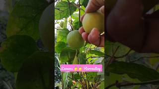 Lemon Harvesting #gardening #homegrown #lemonplant #harvesting #vegetableplants #lemonharvesting