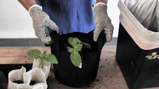 Transplanting with 247Garden Fabric Pots